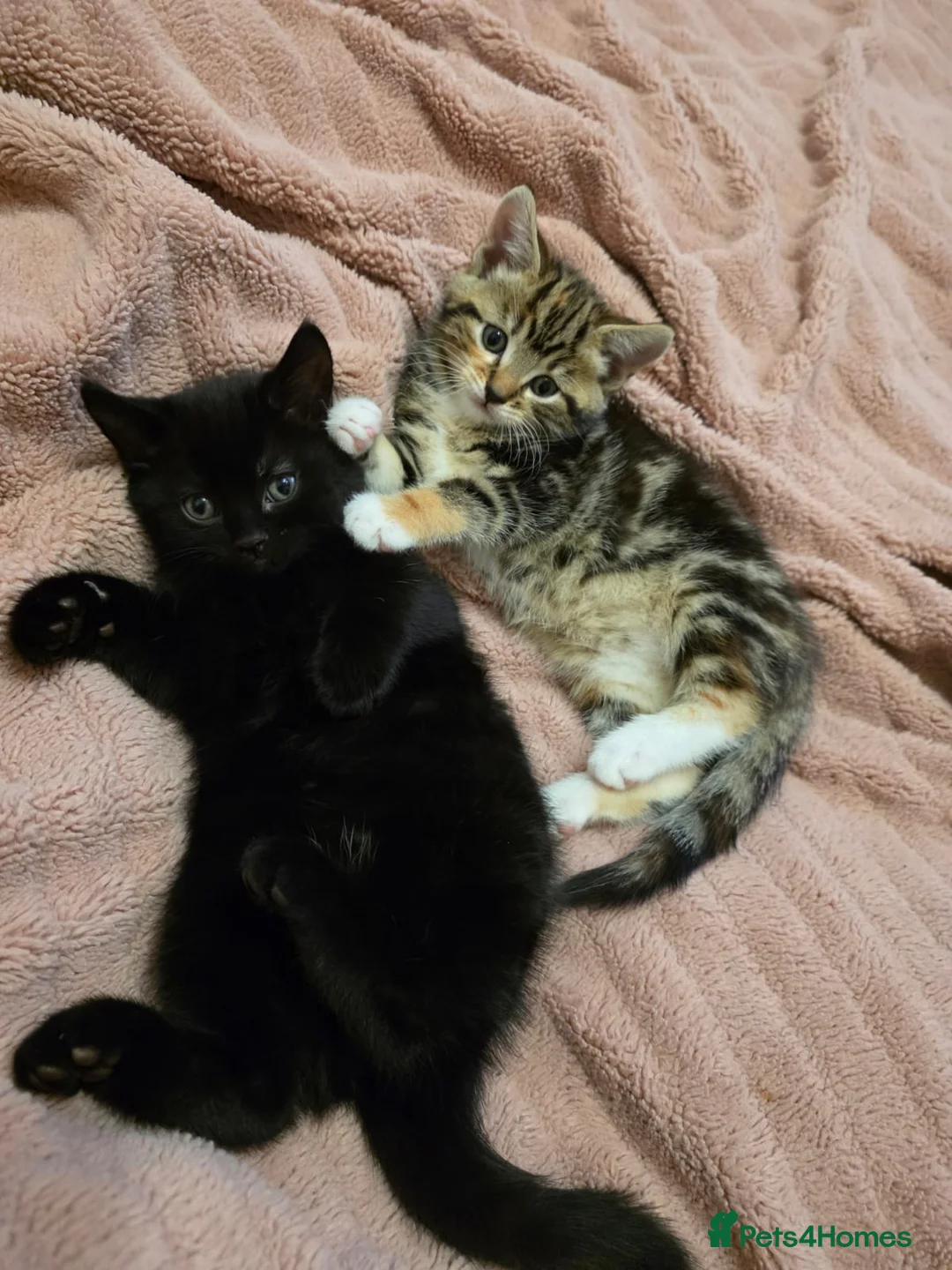 Mixed Breed cats for sale: Mixed Breed Kittens - Advert 4