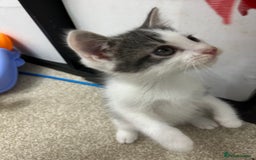 Mixed Breed cats for sale: 1 beautiful boy kitten looking for a new home  - Image 2