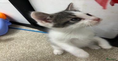 Mixed Breed cats - Advert 9