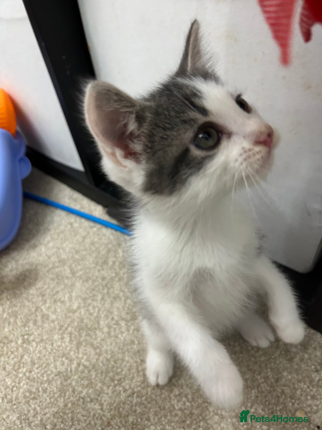 Mixed Breed cats for sale: 1 beautiful boy kitten looking for a new home  - Image 2