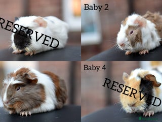 Guinea Pig rodents Baby Guinea Pigs Looking For New Home (All Males) - Advert 9