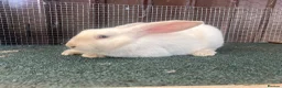 Mixed Breed rabbits for sale: Mixed baby rabbits - Advert 5