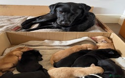 Labrador Retriever dogs for sale: Labrador Retrievers - Kennel Club Registered - Image 10