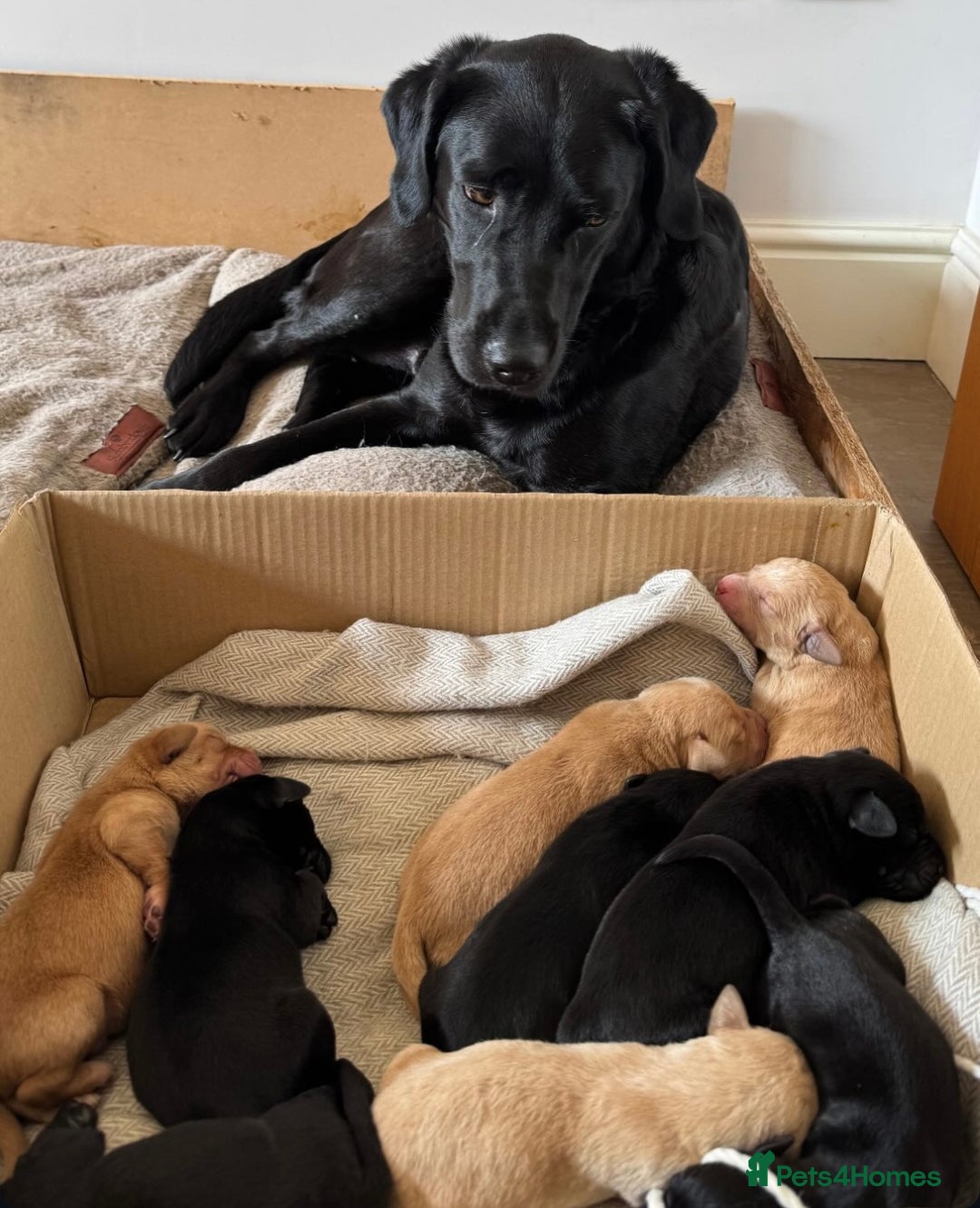 Labrador Retriever dogs for sale: Labrador Retrievers - Kennel Club Registered - Image 10