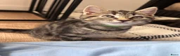 Mixed Breed cats for sale: Mixed breed kittens (Tabby) - Advert 2