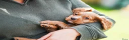 Cocker Spaniel dogs for sale: Dark Golden Cocker Spaniels  - Advert 4