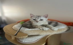 Scottish Fold cats for sale: Beautiful Scottish fold baby’s  in Reading - Image 5