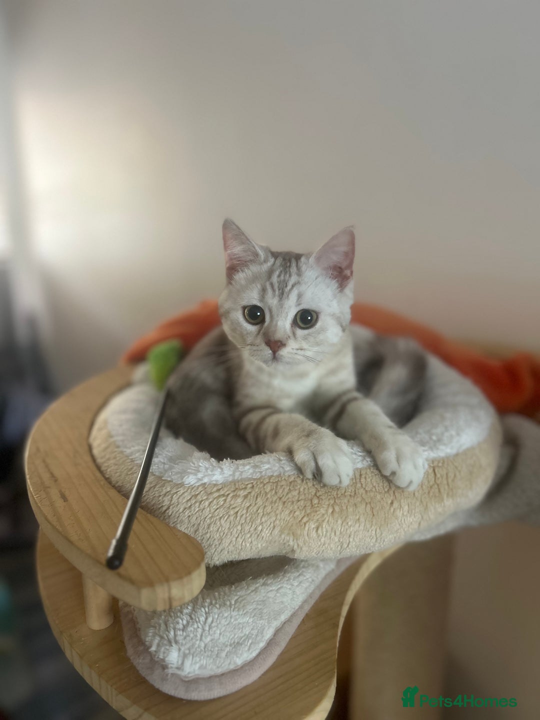 Scottish Fold cats for sale: Beautiful Scottish fold baby’s  in Reading - Image 5