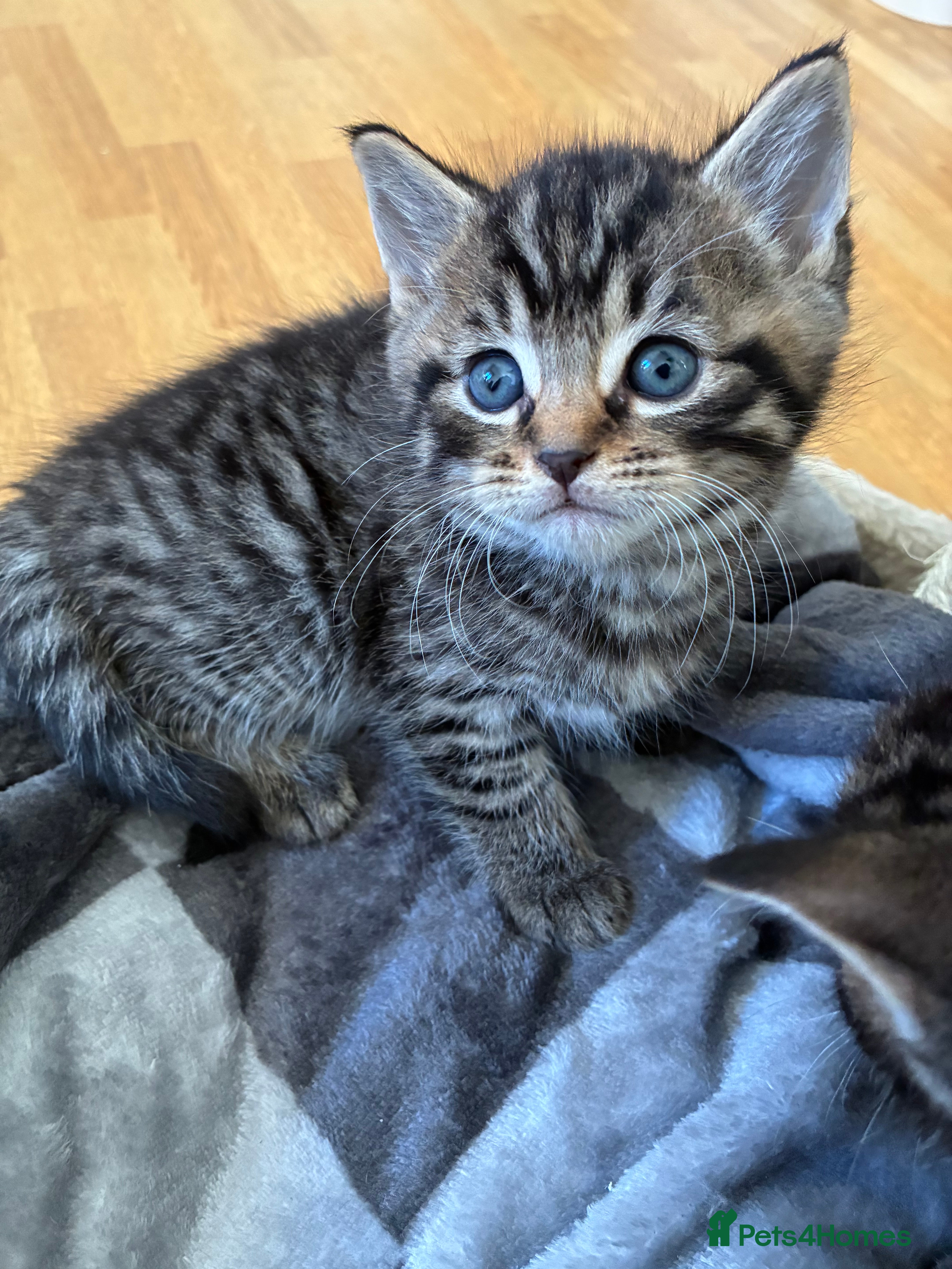 Domestic Shorthair cats Adorable kitten for sale  - Advert 2