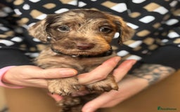 Doxiepoo dogs for sale: Merle & Solid Colour Doxiepoos - Image 2