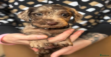 Doxiepoo dogs - Advert 10