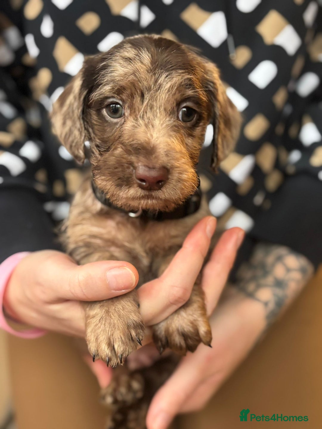 Doxiepoo dogs for sale: Merle & Solid Colour Doxiepoos - Image 2
