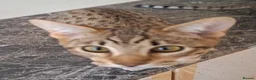 Savannah cats for sale: SAVANNAH TICA SBTF6 MERCURY SILVER - Advert 5