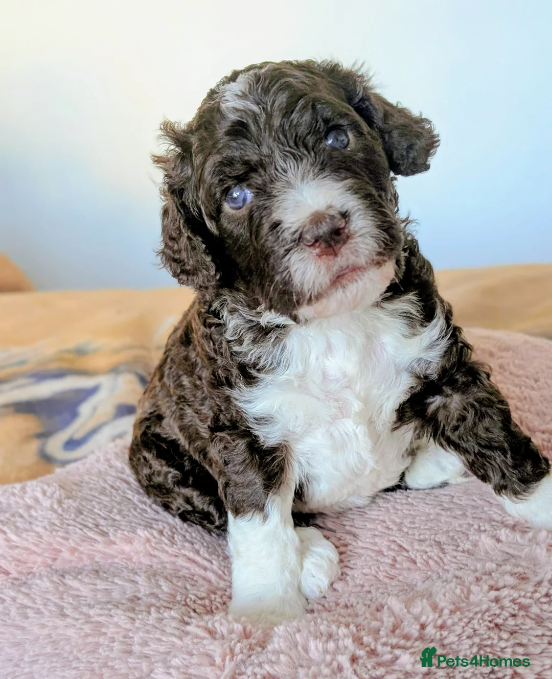Spanish Water Dog dogs for sale: Spanish water dog  - Advert 41