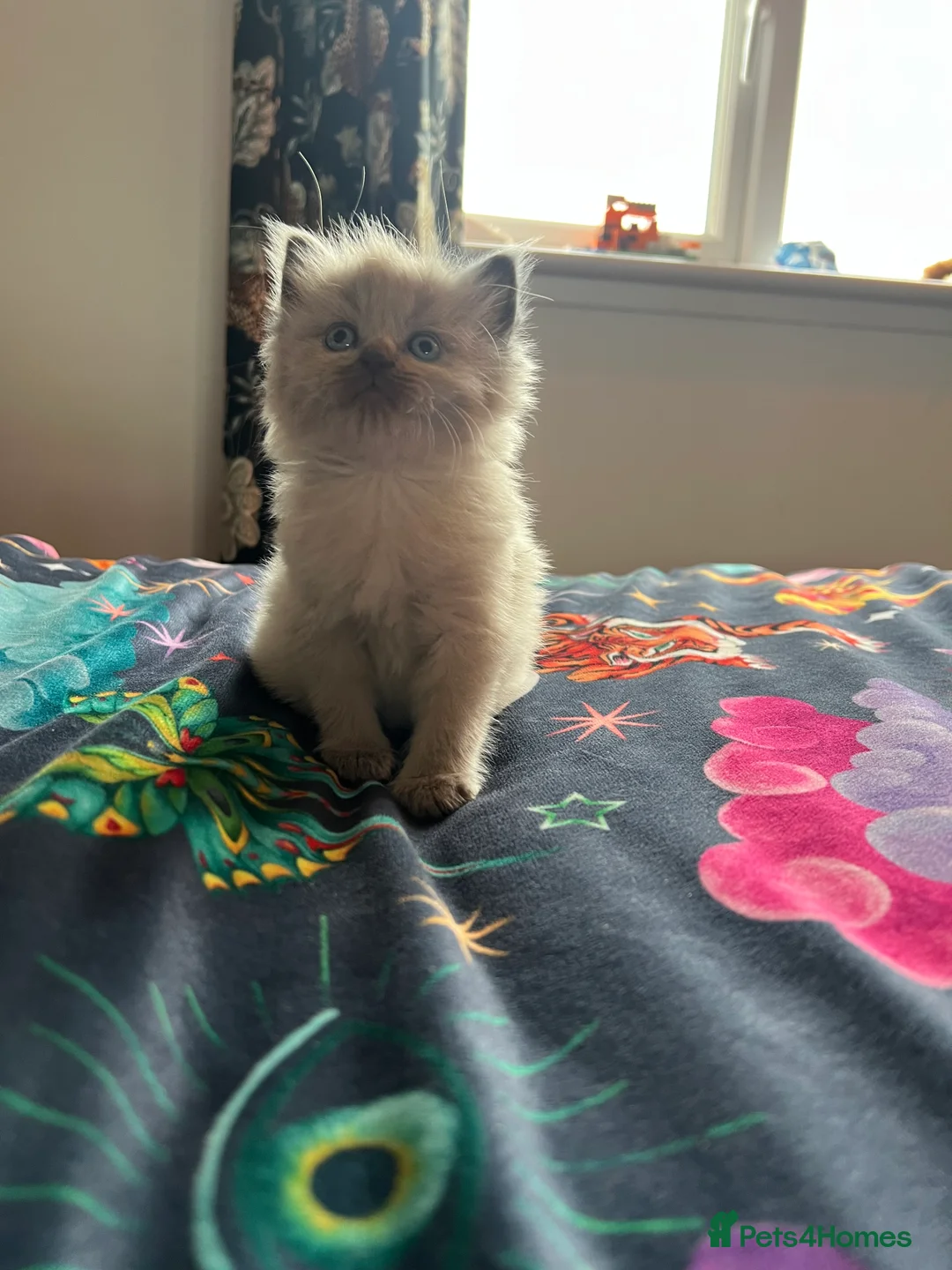 Ragdoll cats for sale: Pure Ragdoll kittens - Advert 15