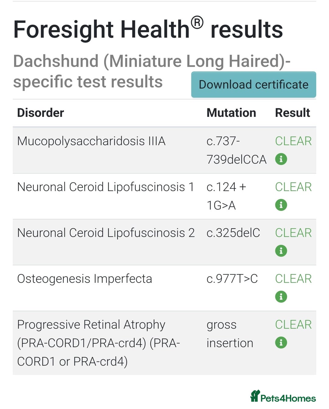Miniature Dachshund dogs for sale: BEAUTIFUL CREAM LONG HAIR WITH ALL DNA - Advert 16