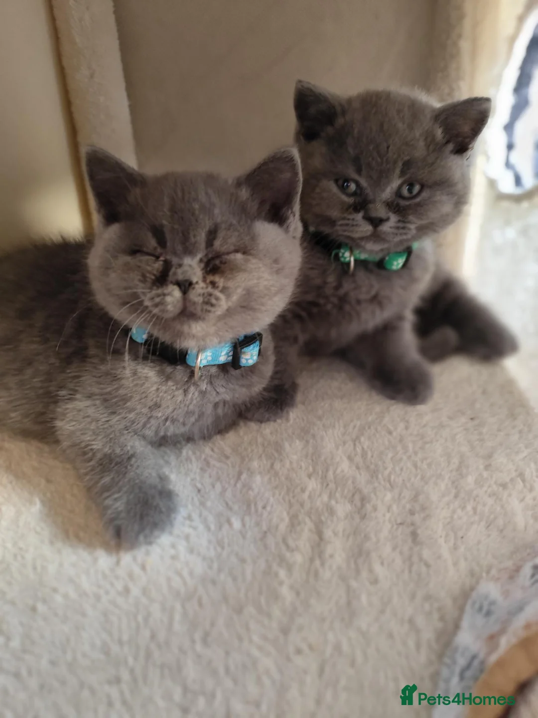British Shorthair cats for sale: Beautiful British Shorthair Kittens – GCCF Reg in London - Advert 1