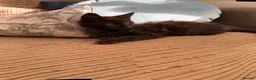 Maine Coon cats for sale: ✨ Last Remaining Black Smoke Maine Coon Kitten - Advert 11