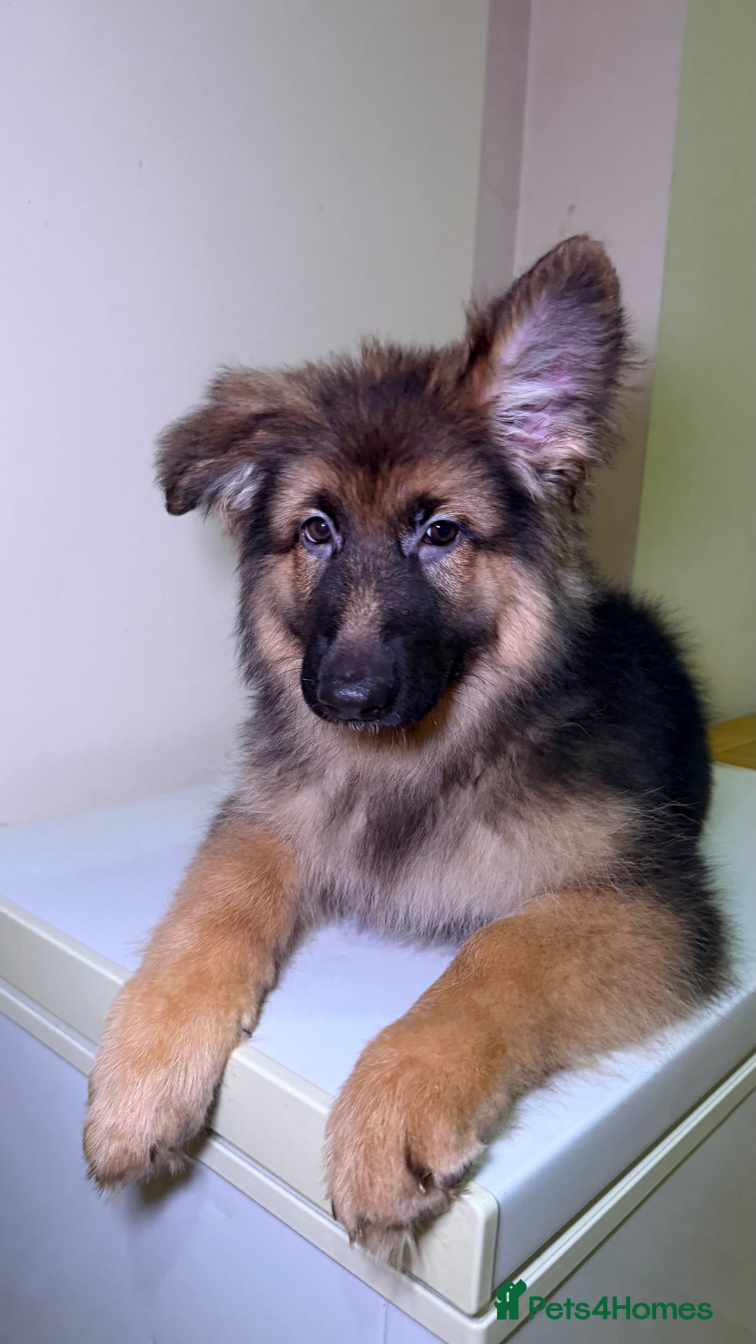 German Shepherd dogs for sale: *1 LEFT* RARE BLUE/BLACK KC REG GSD PUPS 💙 🐾 - Advert 9
