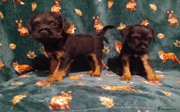 Border Terrier dogs for sale: Black and tan chunky border terrier puppys - Image 2