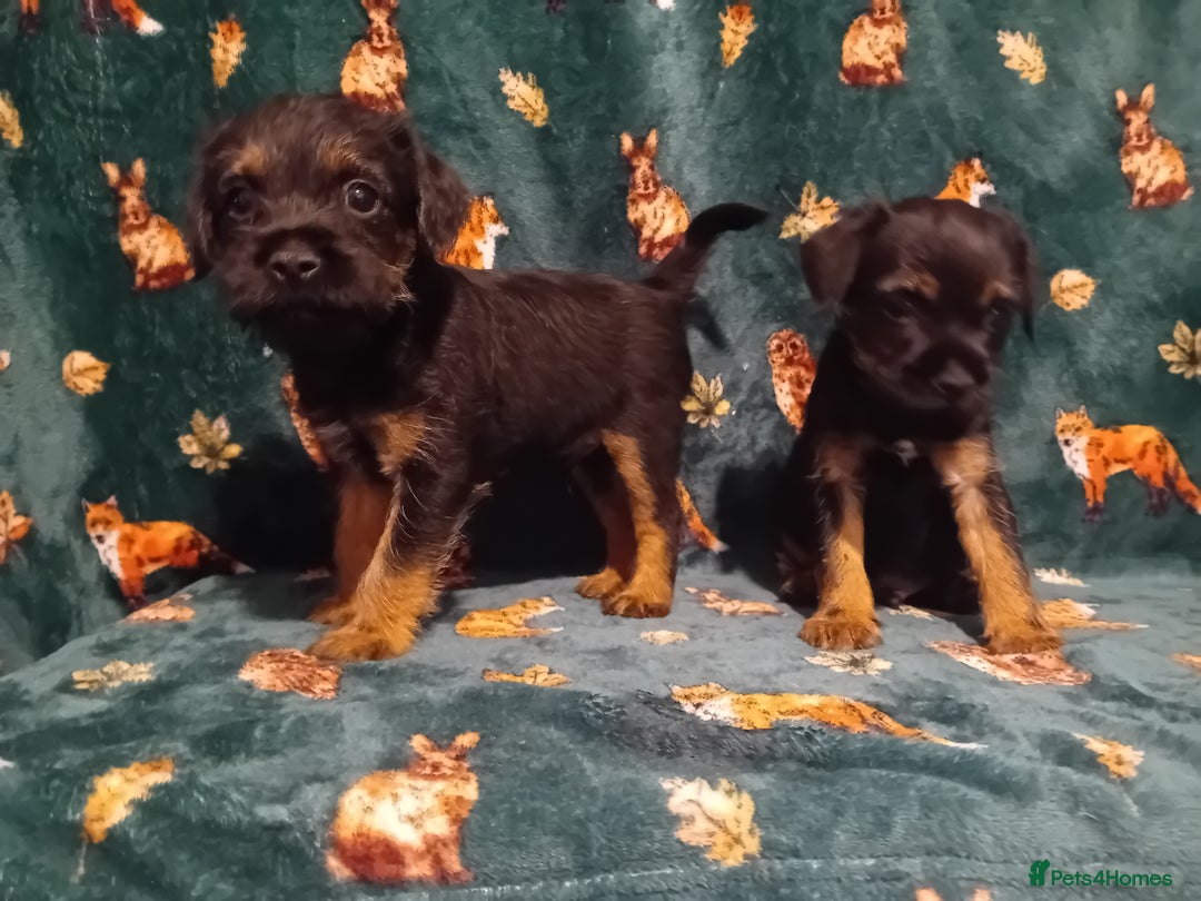 Border Terrier dogs for sale: Black and tan chunky border terrier puppys - Image 2