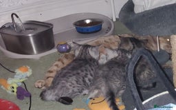 British Shorthair cats for sale: GCCF Reg Chocolate Silver Spotted Tabby BSH Boys - Image 18