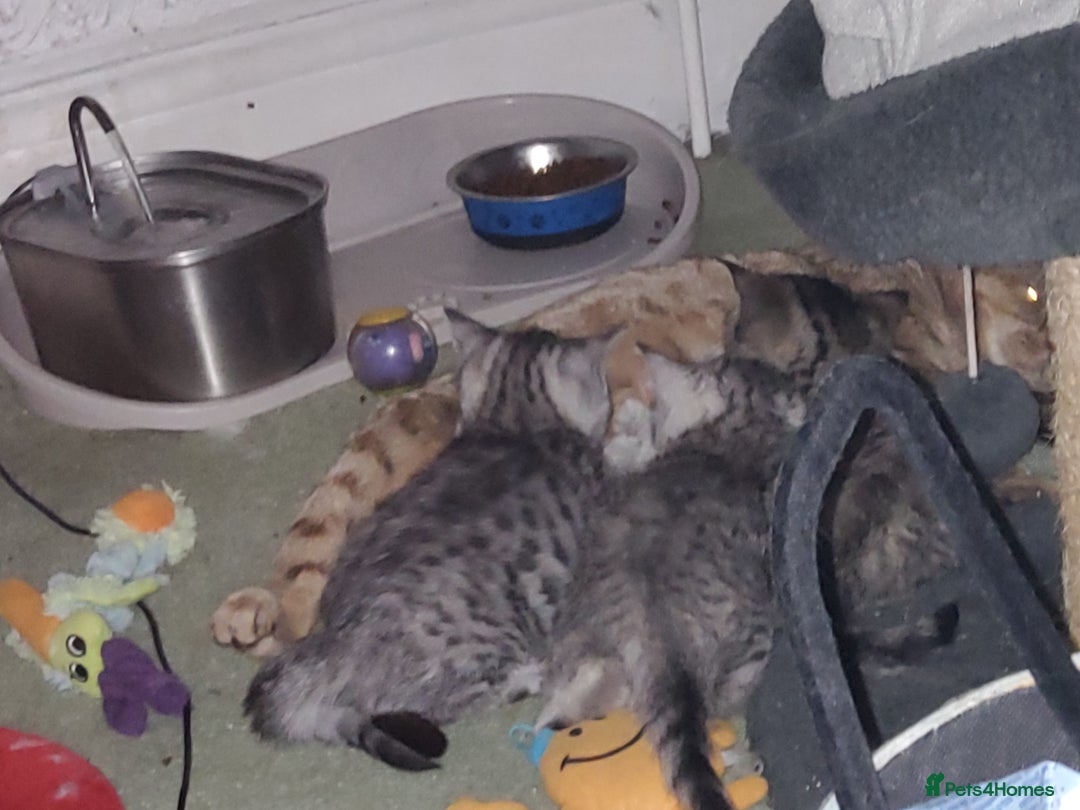 British Shorthair cats for sale: GCCF Reg Chocolate Silver Spotted Tabby BSH Boys - Image 18