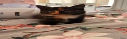 British Shorthair cats for sale: 2 loving girl kittens in Andover - Advert 5