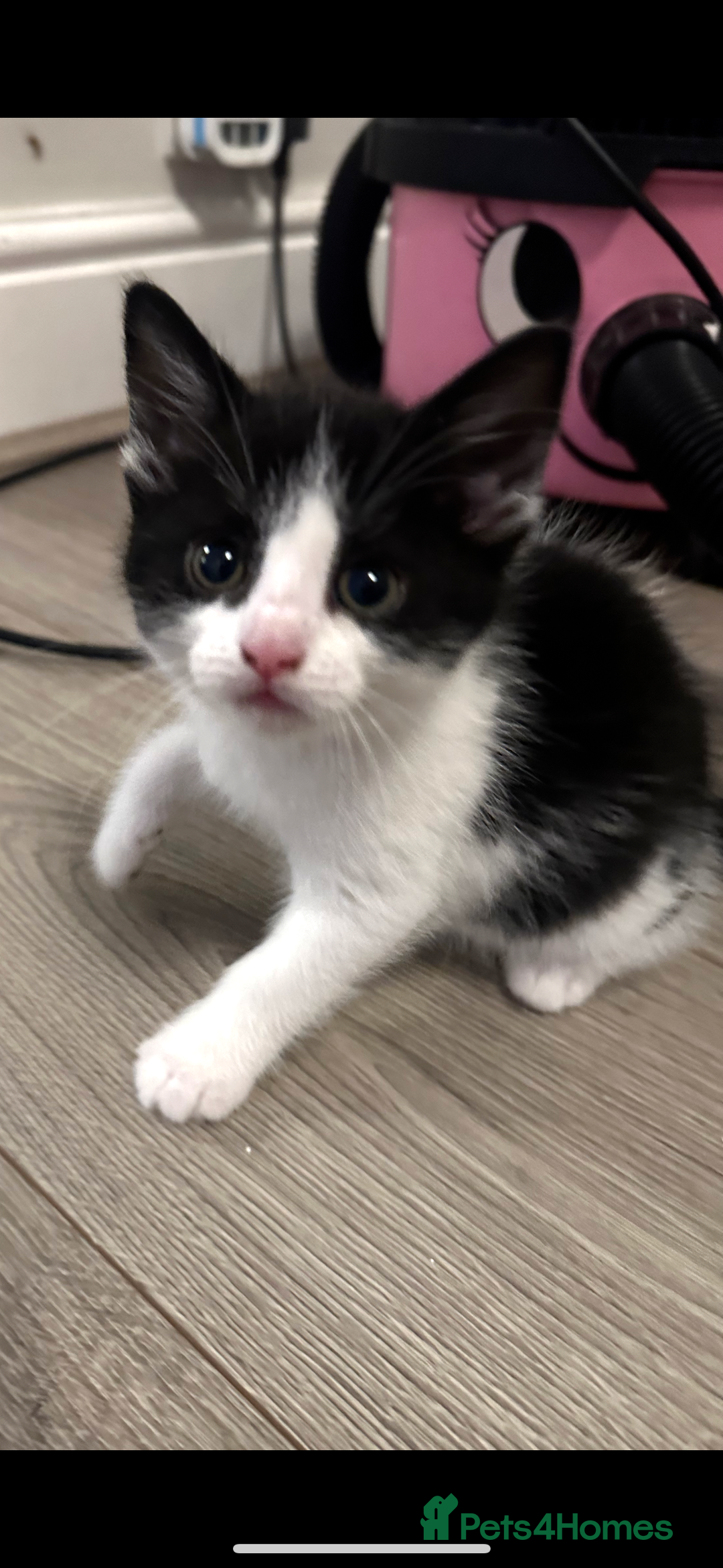 Mixed Breed cats for sale: Beautiful, friendly, playful kittens x - Image 3