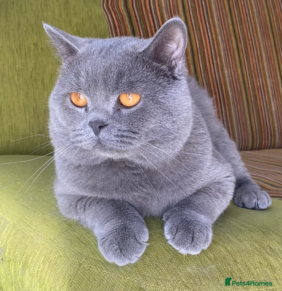 British Shorthair cats for stud: GCCF ACTIVE PROVEN FOR STUD LINCOLN in Lincoln - Advert 2