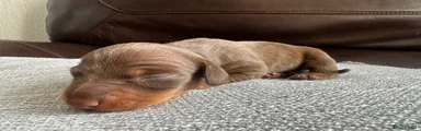 Dachshund Puppy 1