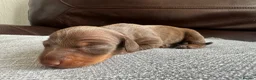 Dachshund dogs for sale: Female Dachshund Puppy  in Bridgend - Advert 4