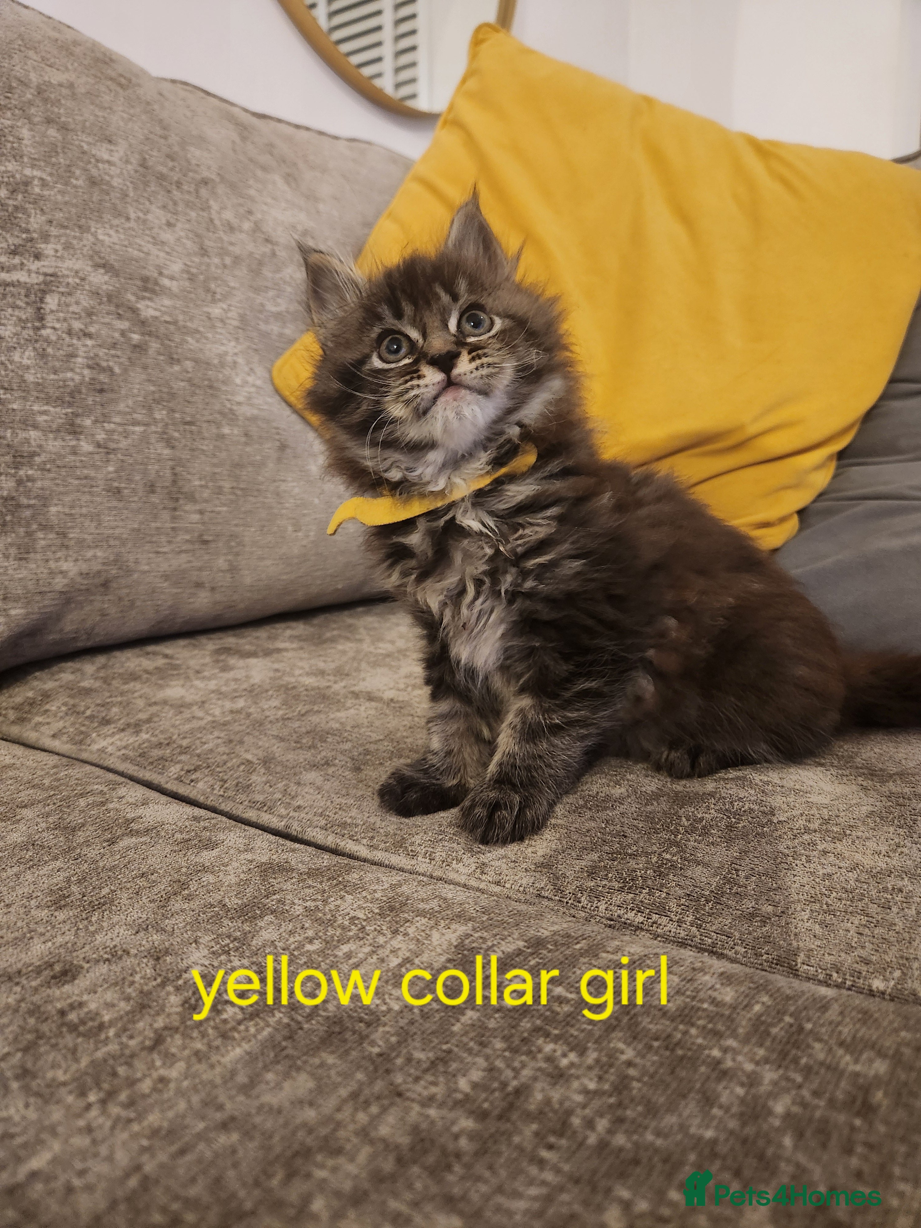 Maine Coon cats Pure Maine coon kittens 5 left boys 2  and 3 girls - Advert 8