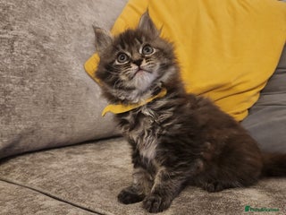 Maine Coon cats Pure Maine coon kittens 5 left boys 2 and 3 girls - Advert 8