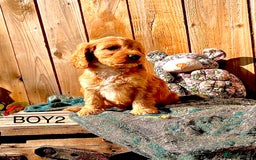 Cockapoo dogs for sale: Quality F1 Cockapoo Puppies  - Image 5