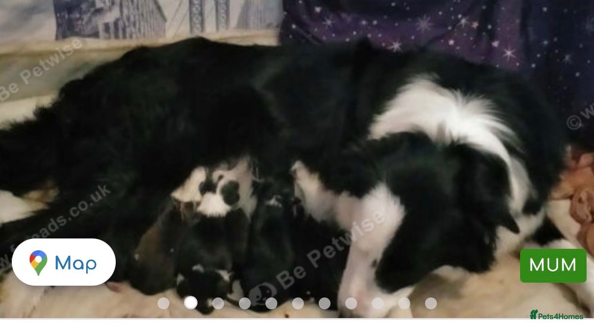 Mixed Breed dogs Puppies - Advert 15