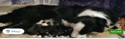 Mixed Breed dogs for sale: Puppies - Advert 1