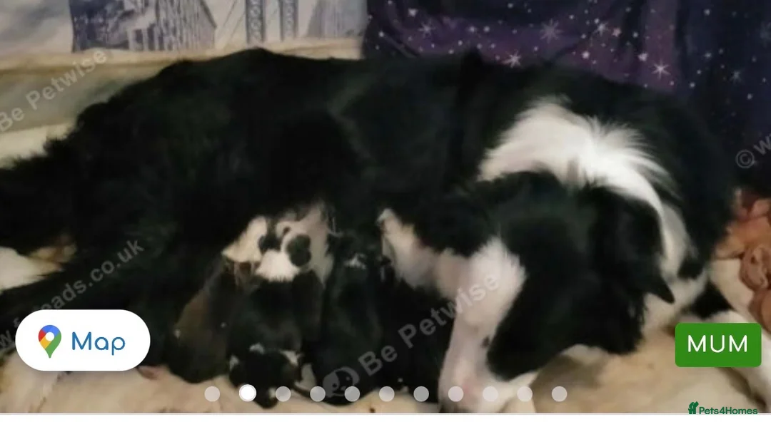 Mixed Breed dogs for sale: Puppies - Advert 1