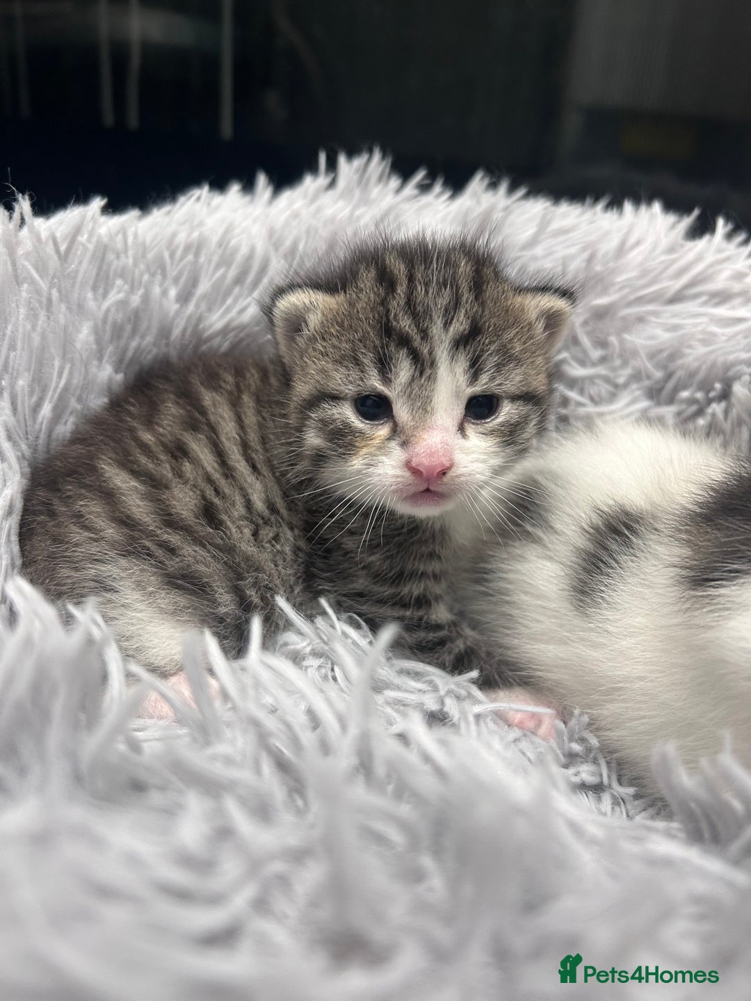 Mixed Breed cats for sale: Healthy, affectionate Kittens ready for  **  - Advert 6