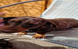 Dachshund dogs for sale: Gorgeous dashound puppies for sale  - Image 4