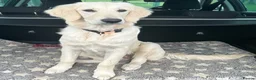 Golden Retriever dogs for sale: KC Registered Golden Retriever Puppies - Advert 9