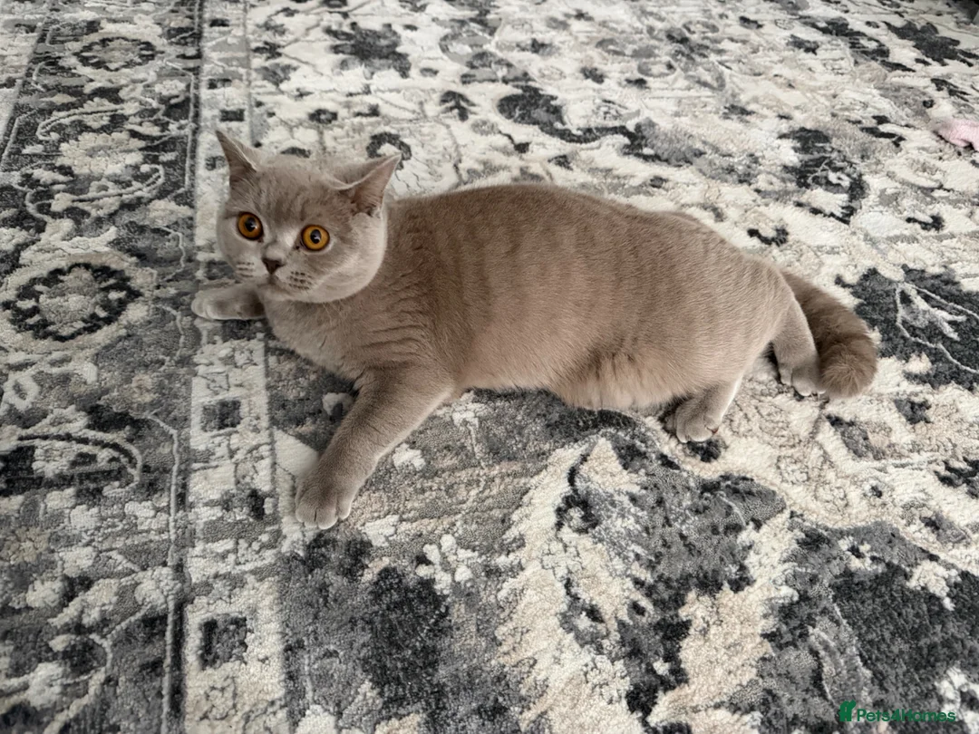 British Shorthair cats for sale: Brotish short hair in Preston - Advert 1