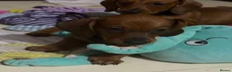 Dachshund dogs for sale: Standard dachshund  - Advert 7