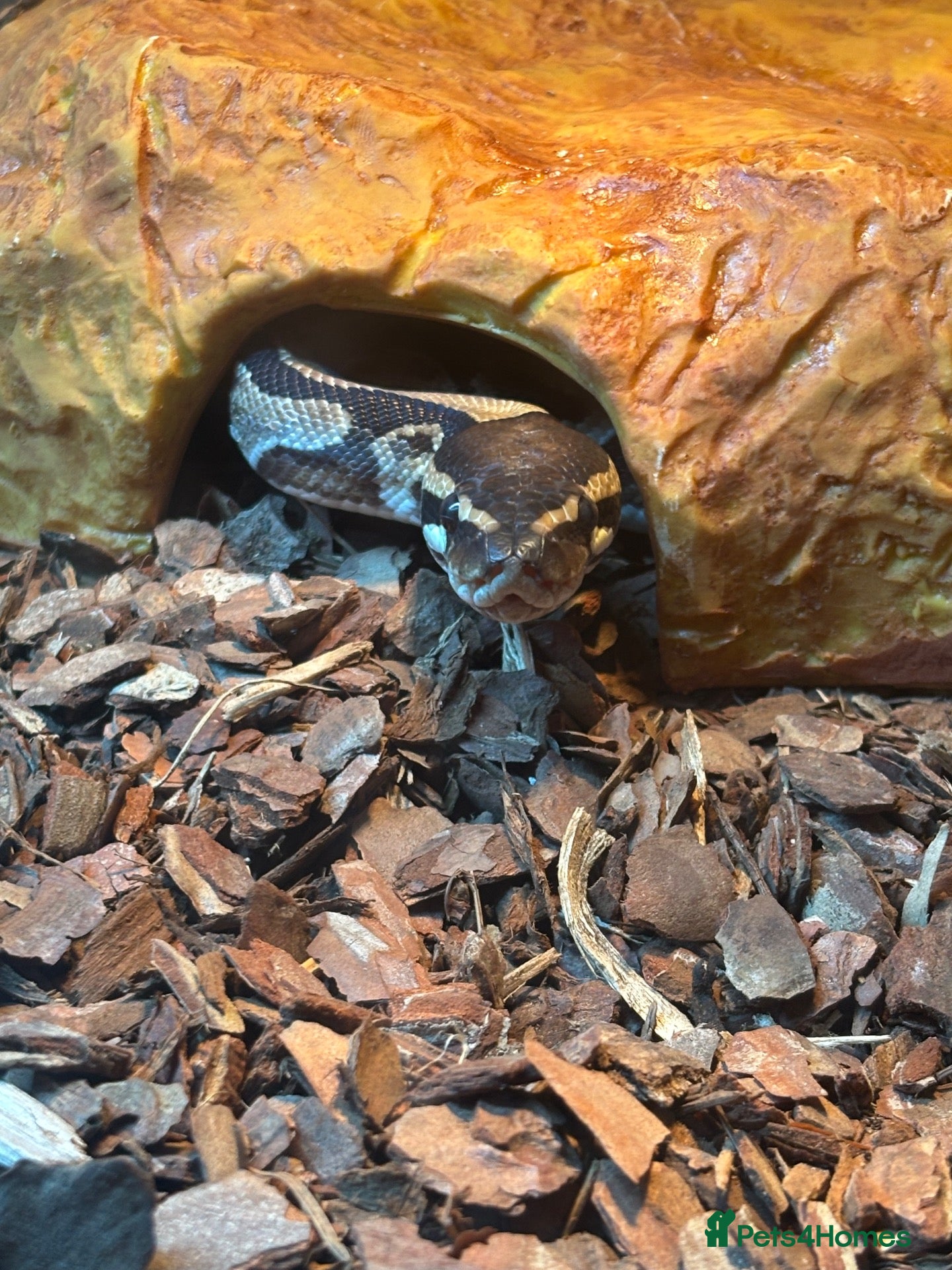 Python Snake reptiles Ball python - Advert 1