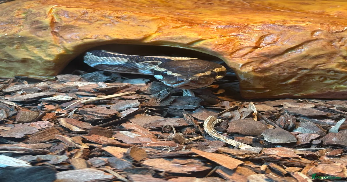 Ball python Reptiles for sale | Pets4Homes