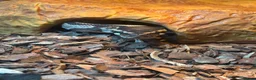 Python Snake reptiles for sale: Ball python - Advert 1