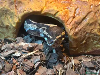 Python Snake reptiles Ball python - Advert 1