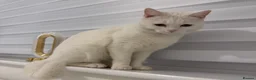 Mixed Breed cats for sale: 5-Year-Old Friendly Female Cat  - Advert 2