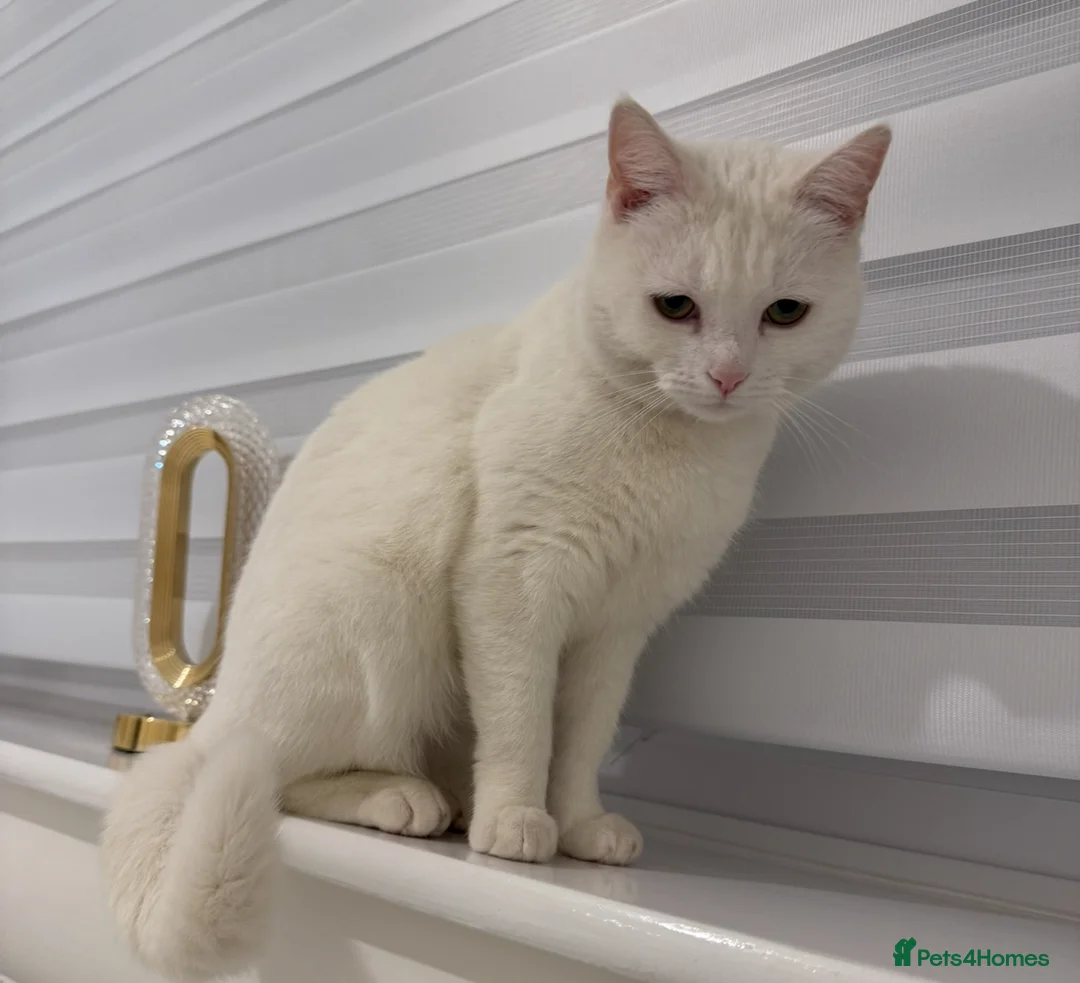Mixed Breed cats for sale: 5-Year-Old Friendly Female Cat  - Advert 2