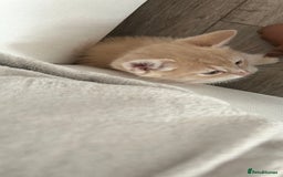 British Shorthair cats for sale: Golden British short hair kitten  - Image 6